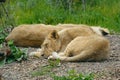 Young Asian Lion / Asiatic Lion Cub. Lying on the ground sleeping.