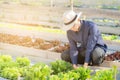 Young asian man farmer checking fresh organic vegetable kitchen garden in the farm