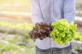 Young asian man farmer holding fresh organic green oak and red oak romaine lettuce for inspect quality in the hydroponic farm Royalty Free Stock Photo