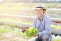 Young asian man farmer holding fresh organic green oak and red oak romaine lettuce for inspect quality in the hydroponic farm Royalty Free Stock Photo