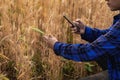 A young Asian man stands in a field of beautiful golden ripe wheat at sunset. Using smartphones and laptops, digital tablets Royalty Free Stock Photo