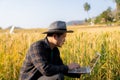 A young Asian man stands in a field of beautiful golden ripe wheat at sunset. Using smartphones and laptops, digital tablets Royalty Free Stock Photo
