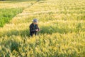 A young Asian man stands in a field of beautiful golden ripe wheat at sunset. Using smartphones and laptops, digital tablets Royalty Free Stock Photo