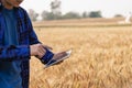 A young Asian man stands in a field of beautiful golden ripe wheat at sunset. Using smartphones and laptops, digital tablets Royalty Free Stock Photo