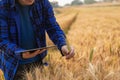 A young Asian man stands in a field of beautiful golden ripe wheat at sunset. Using smartphones and laptops, digital tablets Royalty Free Stock Photo