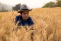 A young Asian man stands in a field of beautiful golden ripe wheat at sunset. Using smartphones and laptops, digital tablets Royalty Free Stock Photo