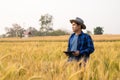 A young Asian man stands in a field of beautiful golden ripe wheat at sunset. Using smartphones and laptops, digital tablets Royalty Free Stock Photo