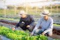 Young asian man farmer shovel dig fresh organic vegetable garden in the farm, produce and cultivation green oak lettuce Royalty Free Stock Photo