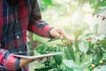 Young asian modern farmer using digital tablet and examining coffee beans at coffee field plantation. Modern technology