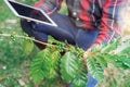 Young asian modern farmer using digital tablet and examining coffee beans at coffee field plantation. Modern technology