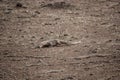 Young Asian big monitor lizard eating food in dry forest in India Royalty Free Stock Photo