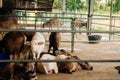 Young Asian water buffalo in local dairy farm in Southeast Asia