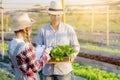 Young asian woman checking vegetable organic hydroponic farm and man harvest picking up fresh vegetable Royalty Free Stock Photo