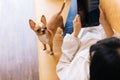 Young Asian woman comfortably lying down on sofa with Chihuahua dog puppy on her body at home Royalty Free Stock Photo