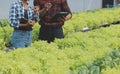 Young Asian woman and senior man farmer working together in organic hydroponic salad vegetable farm. Modern vegetable garden owner Royalty Free Stock Photo