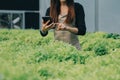 Young Asian woman and senior man farmer working together in organic hydroponic salad vegetable farm. Modern vegetable garden owner Royalty Free Stock Photo