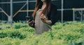 Young Asian woman and senior man farmer working together in organic hydroponic salad vegetable farm. Modern vegetable garden owner Royalty Free Stock Photo