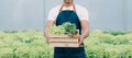 Young Asian woman and senior man farmer working together in organic hydroponic salad vegetable farm. Modern vegetable garden owner Royalty Free Stock Photo