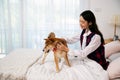 Young  Asian woman sitting and tease Brown Shiba inu dog Royalty Free Stock Photo