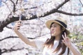 Spring festival cherry blossom in Tokyo, Japan. Royalty Free Stock Photo