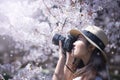 Spring festival cherry blossom in Tokyo, Japan. Royalty Free Stock Photo