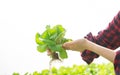 Young asian woman worker checking quality of vegetables hydroponic. Hydroponics farm Organic fresh harvested vegetables concept