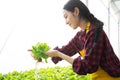 Young asian woman worker checking quality of vegetables hydroponic.