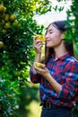 Women owner tangerine garden checking quality product and Grab a tangerine and smell it in her garden.and look at her very happy