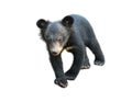 Young asiatic black bear isolated Royalty Free Stock Photo