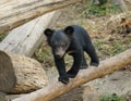 Young asiatic black bear