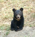 Young asiatic black bear