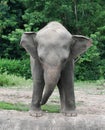 Young asiatic elephant at zoo