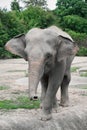 Young asiatic elephant at zoo Royalty Free Stock Photo