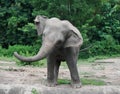 Young asiatic elephant at zoo Royalty Free Stock Photo