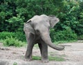 Young asiatic elephant at zoo Royalty Free Stock Photo