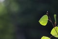 Young Aspen Leaf Against Green Background Royalty Free Stock Photo