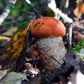 The young aspen mushroom