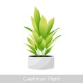 Aspidistra isolated. Vector Illustration