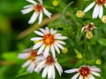 young aster flowers in vibrant colors Royalty Free Stock Photo