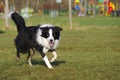 Young border collie dog Royalty Free Stock Photo