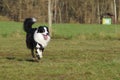 Young border collie dog Royalty Free Stock Photo