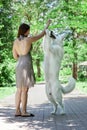 Young attractive caucasian woman makes trick with expressive dog of big swiss shepherd breed in green summer park. Beautiful femal Royalty Free Stock Photo