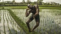 Young attractive contemporary ballet dancer and choreographer , a black African American man dancing and posing on tropical rice Royalty Free Stock Photo