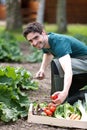 Young attractive farmer harvesting vegetables