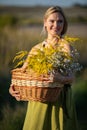 A young attractive herbalist holds a wicker basket of herbs. Goldenrod and common winterflower. Royalty Free Stock Photo