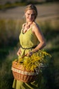 A young attractive herbalist holds a wicker basket of herbs. Goldenrod and common winterflower. Royalty Free Stock Photo