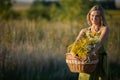 A young attractive herbalist holds a wicker basket of herbs. Goldenrod and common winterflower. Royalty Free Stock Photo