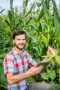 Young attractive man with beard checking corn cobs in field Royalty Free Stock Photo