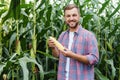 Young attractive man with beard checking corn cobs in field in late summer Royalty Free Stock Photo