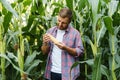 Young attractive man with beard checking corn cobs in field in late summer Royalty Free Stock Photo